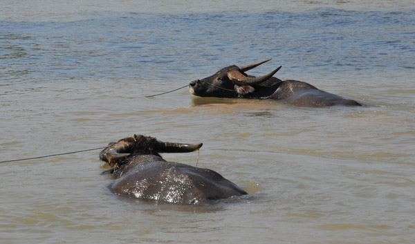 Water buffalo wallowing in the Indein River