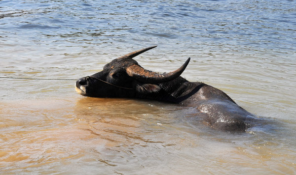 Water buffalo really do live up to their name