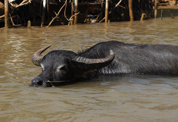 Water Buffalo, Indein River