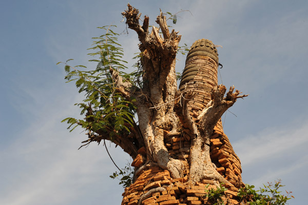 Tree growing out the top of a stupa, Nyaung Ohak