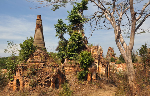 Tree engulfing a stupa, Nyaung Ohak