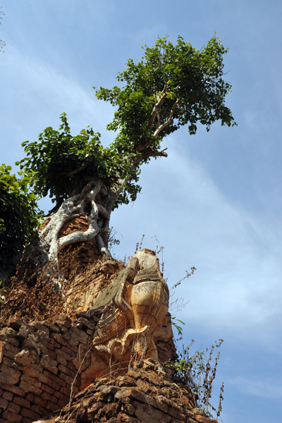 Tree growing on a stupa, Nyaung Ohak