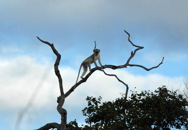 Vervet Monkey high in a tree on the Botswana side of the Kwando River