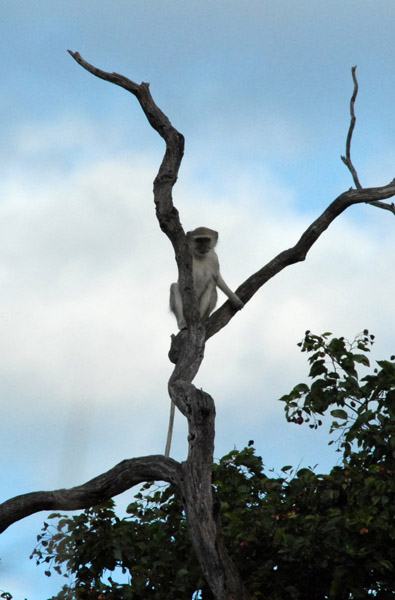 Sentinel - verver monkey