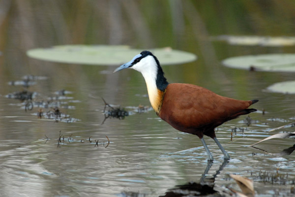 African Jacana (Actophilornis africana), Kwando River, Namibia