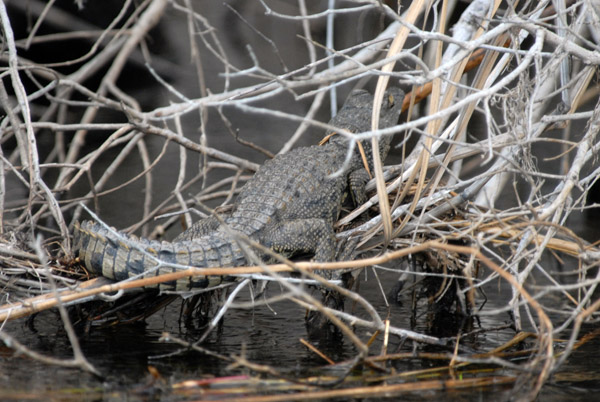 A small crocodile, Kwando River, Botswana-side