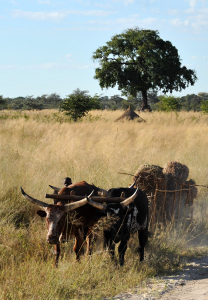 African cattle with huge horns, Caprivi Strip