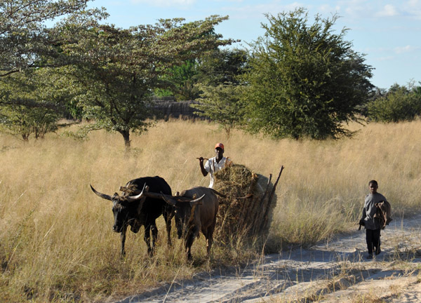 Sledge pulled by cattle with giant horns, Caprivi Strip, Namibia