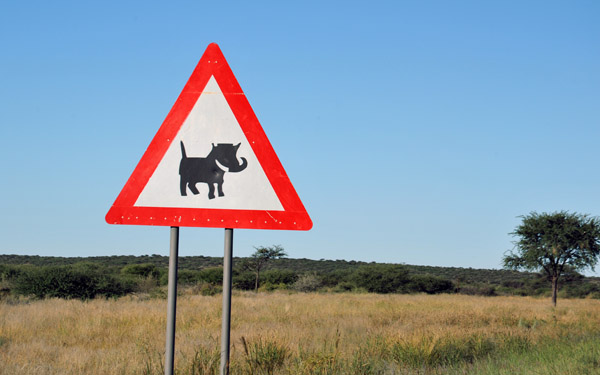 Warthogs, Trans-Kalahari Highway
