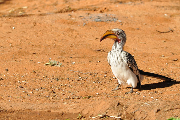 Southern Yellow-billed Hornbill (Tockus leucomelas), Namibia