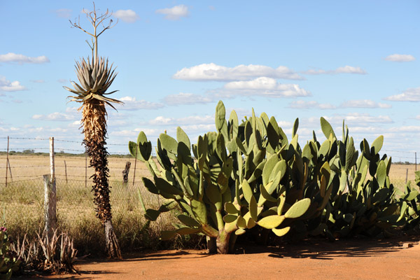 Cactus near the farmhouse, Eureka