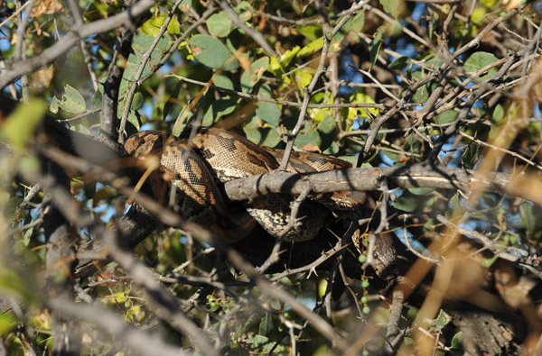 Python in a tree near one of the water supply pools
