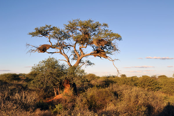 Tree with a large social weaverbird nest, Eureka Farm, Namibia