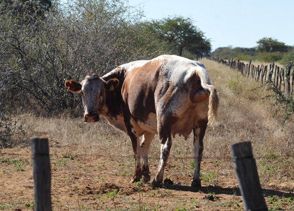Cow having difficulties giving birth, Farm Eureka