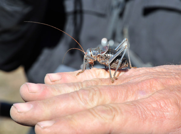 Big bug - Armored Ground Cricket (Acanthoplus longipes), Namibia
