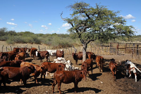Cattle, Farm Eureka, Namibia