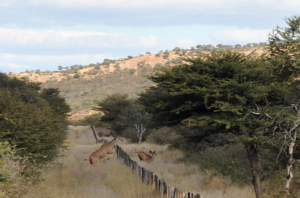 Kudu leaking the fence, Eureka