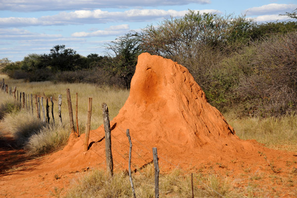 Termite mound, Eureka