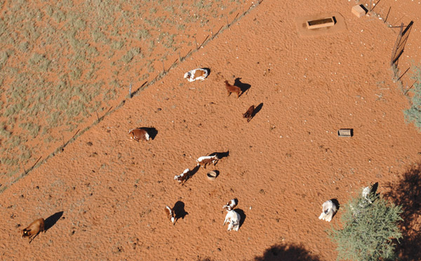 Flying over some of Eckhart's cows