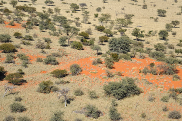 Red sand typical of a Kalahari dune