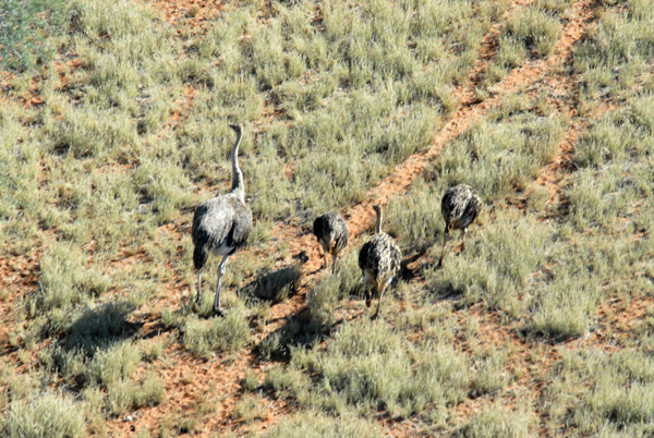 A family of ostrich from the air, Olifantwater West
