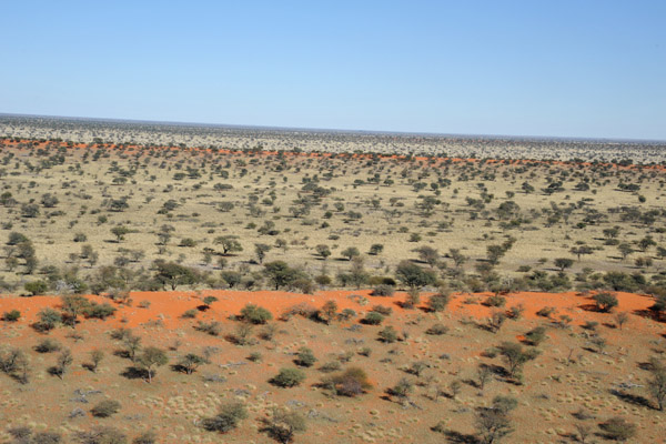 Kalahari dune, Farm Olifantwater West, Namibia