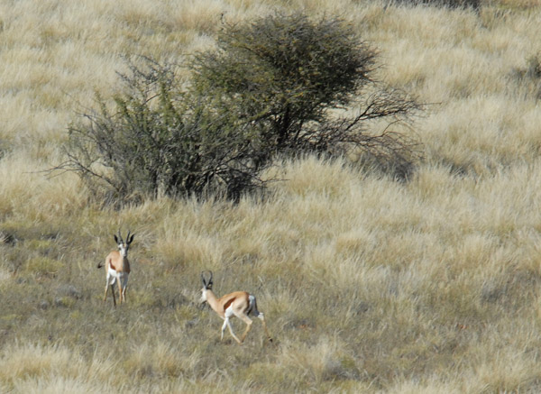 Springbok - very difficult to shoot (photograph!) from a moving aircraft