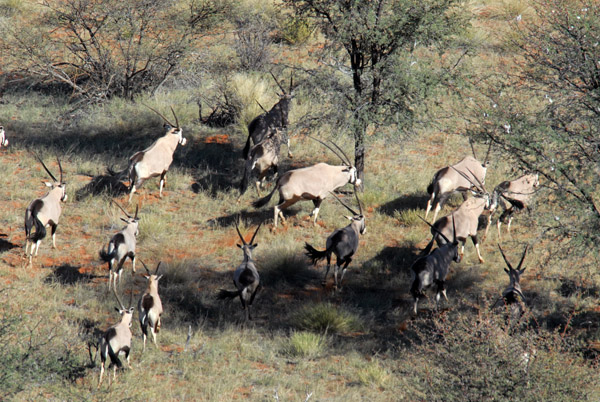 Herd of Oryx (gemsbok) fleeing from the aircraft