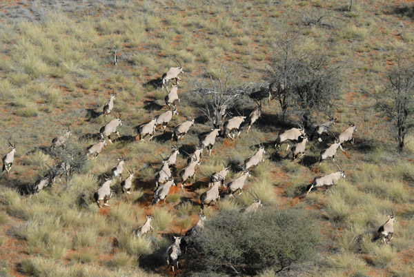 A nice dense herd of nearly 40 gemsbok (oryx), Olifantwater West
