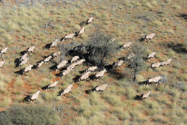 Aerial view of a herd of gemsbok (oryx), Namibia