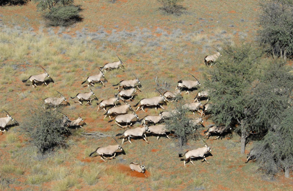 Herd of gemsbok (oryx), Farm Olifantwater West, Namibia