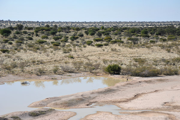 There's a lone marabou stork on the right side of the waterhole