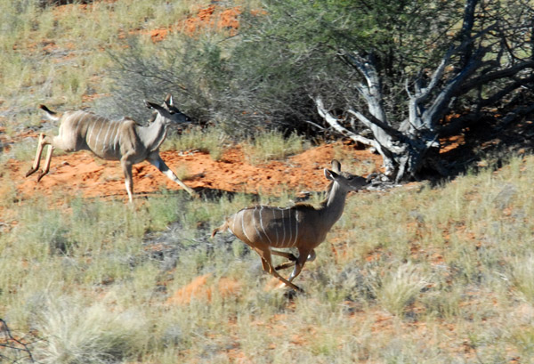 Kudu running as the ultralight passes by