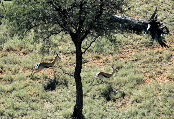 Springbok, Olifantwater West