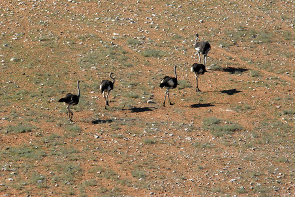 Ostrich from the air