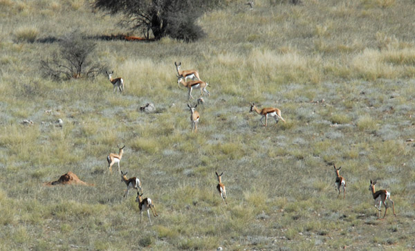 Springbok from the air