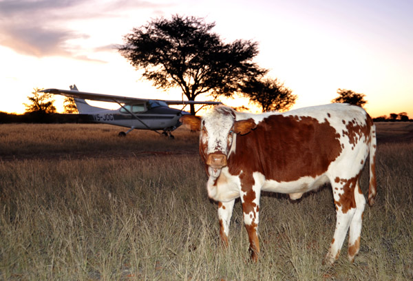 Cow and airplane, Farm Olifantwater West