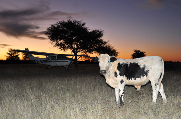 Cow and Cessna at Sunset, Farm Olifantwater West