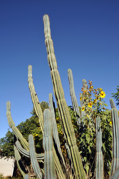 Cactus, Olifantwater West