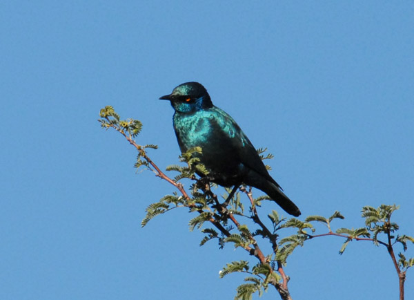 Glossy Starling, Namibia