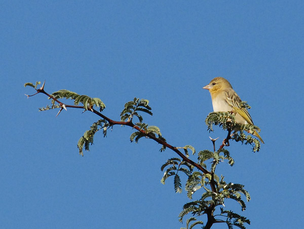 Yellow-bellied Greenbul (Chlorocichla flaviventris)