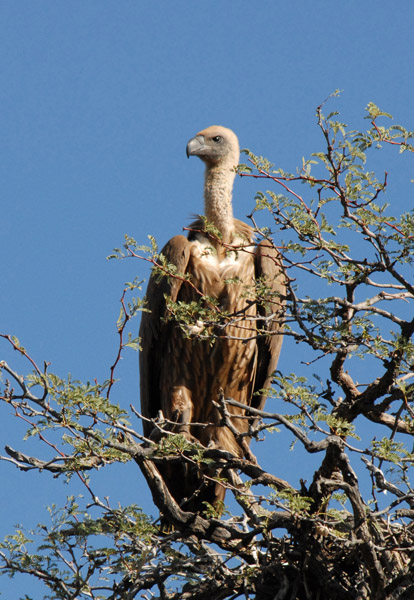 Cape Griffon Vulture (Gyps coprotheres)