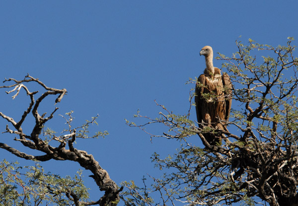 Cape Griffon Vulture (Gyps coprotheres), Olifantwater West, Namibia