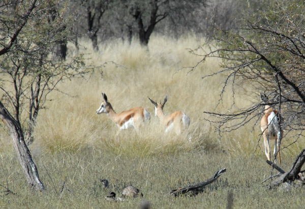 Springbok, Farm Olifantwater West