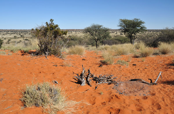 Kalahari red sand, Farm Olifantwater West