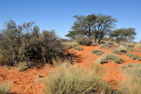 Kalahari dune, Farm Olifantwater West