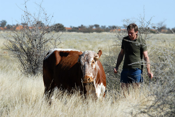 Eckhart investigating a cow that recently gave birth