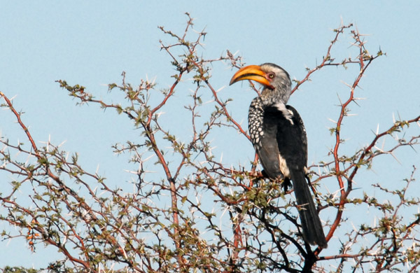 Southern Yellow-billed Hornbill (Tockus leucomelas), Namibia