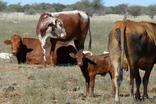 Small calf among the cows, Farm Olifantwater West