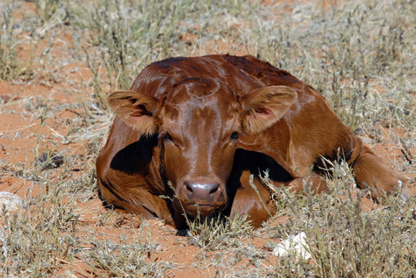 For the first day or two, you can walk right up to a newborn calf